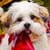 Cute Dog Christmas Live Wallpaper