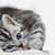Cute Gray Cat Live Wallpapers