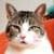 Free Cute Siberian Kittens Images 