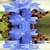 Blue Flower Reflection Live Wallpaper