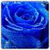 Love Rose Live Wallpaper HD
