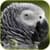Parrots HD Video Live Wallpaper