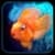 iQuarium