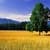 Pasture 3D Wallpaper Free