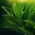 Ficus Green Leaves Live Wallpaper