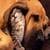Cat and Dog Live Wallpaper