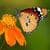 Butterfly Wallpaper Fre