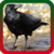 Crow Ringtones