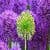 Beautiful Dandelion Wallpaper HD