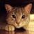 Cat Wallpaper Aa