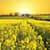 Beautiful Fields Live