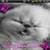 Sleeping Kitten Animated
