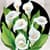 Calla Photo Collage
