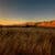 Wheat fields at dusk Wallpaper HD