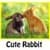 Cute Funny Rabbits Backgrounds Android