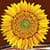 New Sunflower Photo Collage