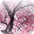 Cherry Blossom  Live Wallpaper
