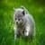 Cute Cats Wallpaper HD