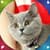 Latest Kittens Live Wallpapers