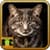Big Cats Wallpaper