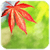 Touch Autumn Leaves Live Wallpaper