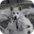 Wolf Family Live Wallpaper