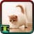Cats Wallpaper Download