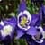 Bell Flowers Onet Classic Game