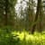 Nature Live Wallpaper 3