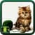 Cats Images Photos