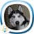 New Dog Sounds