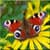 Butterfly Wallpapers : Butterflies Wallpaper
