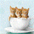 Beautifull Cats With Very Cute Pose Wallpaper