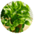 Popular Easy to grow House Plant