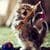 Dancer Cat Live Wallpaper