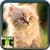 Free Cat Wallpaper For Phone