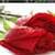 Rose For Love Animated