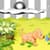 Clock Weather Widget Puppy