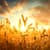Sunrise Live Wallpapers Free