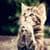 Cute Pray Cat Live Wallpaper