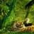 JUNGLE TIGER LWP