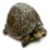 Jumping Turtle