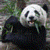 Adorable Pandas  Live Wallpaper