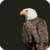 Beautiful Eagle Live Wallpaper HD