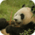 Panda Bear Live Wallpaper