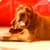 Laky Dog Puppies LiveWP