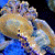 Beautiful Jelly Fish Live Wallpaper