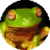 Funny Frogs : Loving Animals