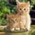 Cutest Kittens Live