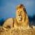 LionWallpapers
